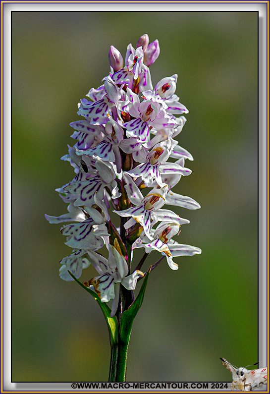 Orchis tacheté